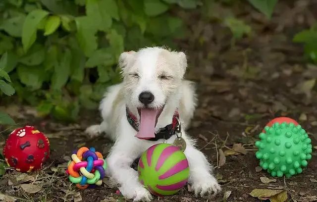 comment choisir les jouets pour chiens