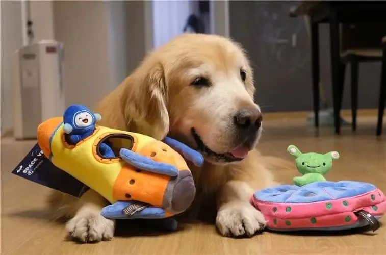 comment choisir les jouets pour chiens