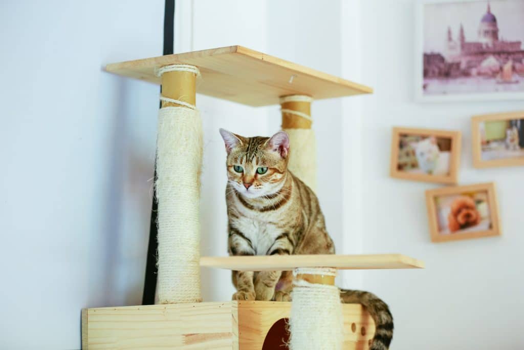 cómo limpiar un árbol para gatos