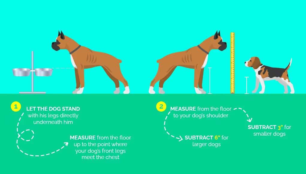 Quelle doit être la hauteur de la gamelle d'un chien ?