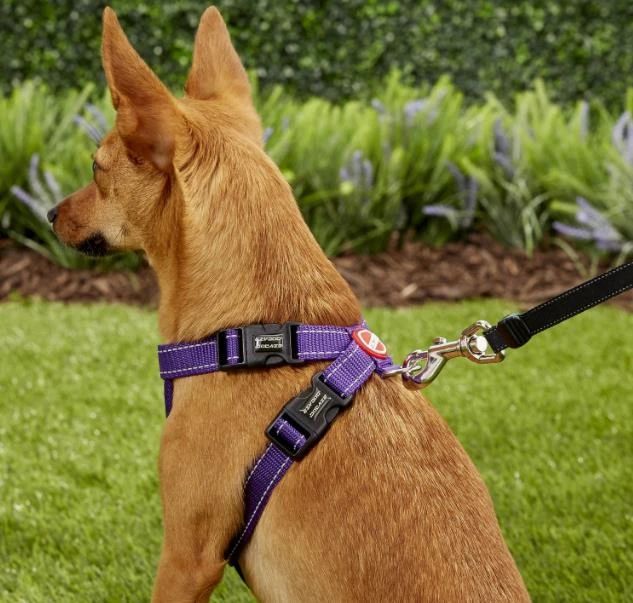 how to choose a dog harness