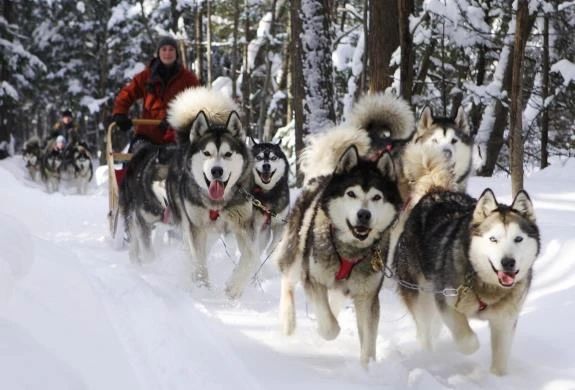 comment choisir un harnais pour chien