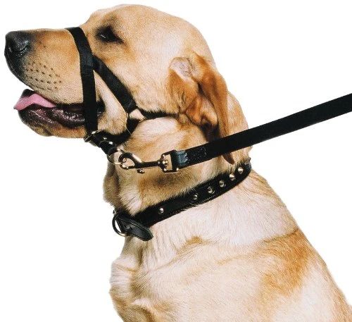 how to choose a dog harness