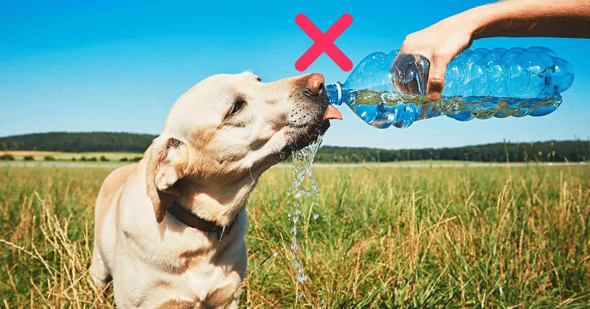 Quelle doit être la hauteur de la gamelle d'un chien ?