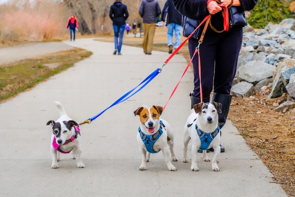 cómo elegir un arnés para perros