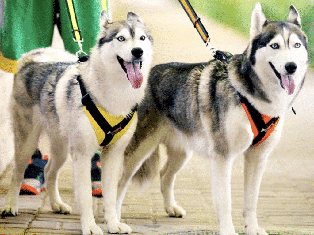 cómo elegir un arnés para perros