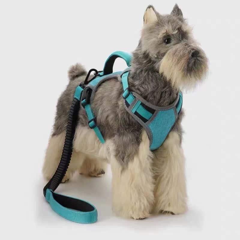 how to choose a dog harness