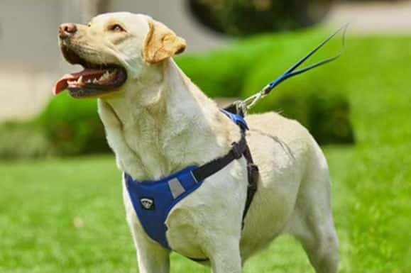 how to choose a dog harness