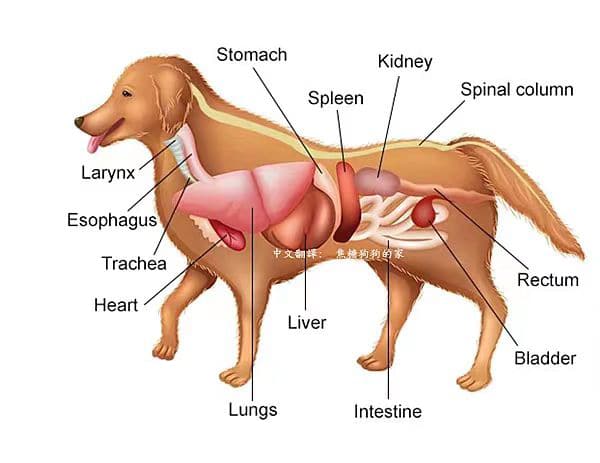 Quelle doit être la hauteur de la gamelle d'un chien ?