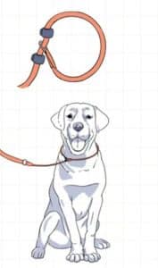 Dog training leash(walking the dog by left side)