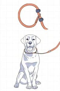 Dog training leash(walking the dog by right side)