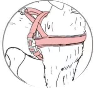 types of dog harness (Saddle-like dog harness)