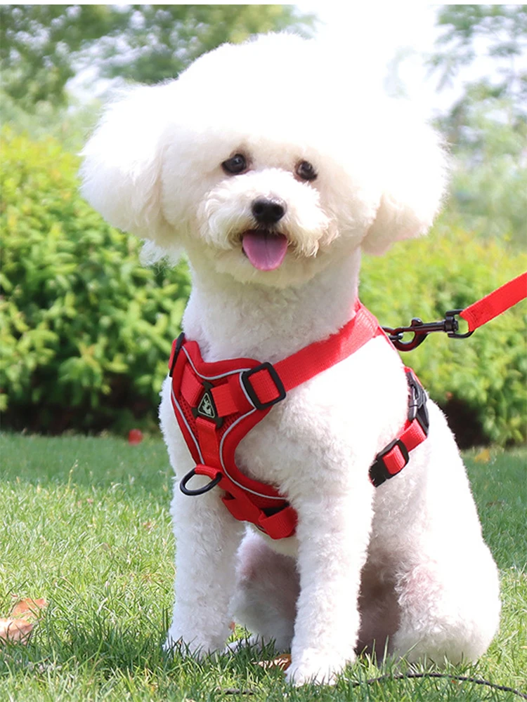 Fabricante de arneses y correas para perros pequeños