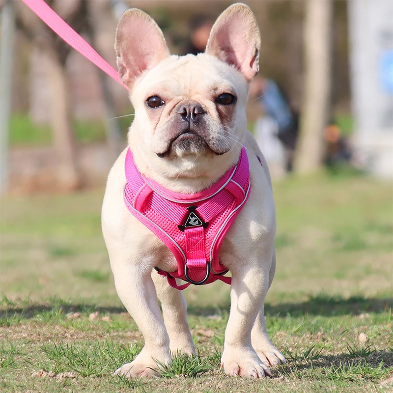 Fabrikant van tuigjes en riemen voor kleine honden