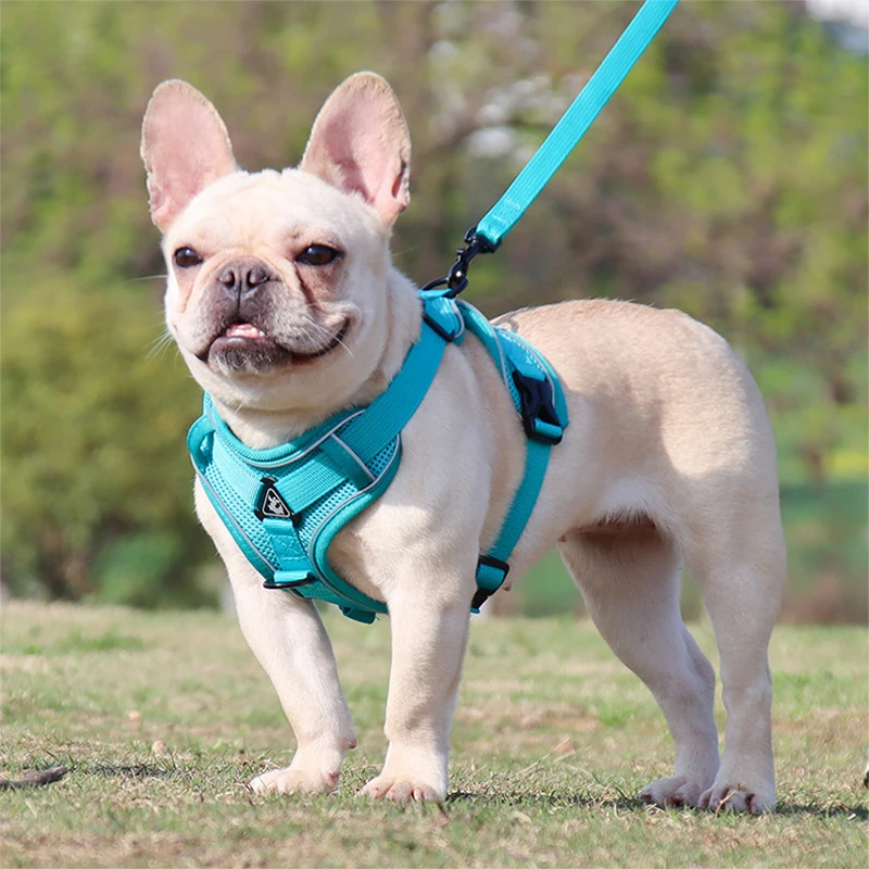 Fabrikant van tuigjes en riemen voor kleine honden