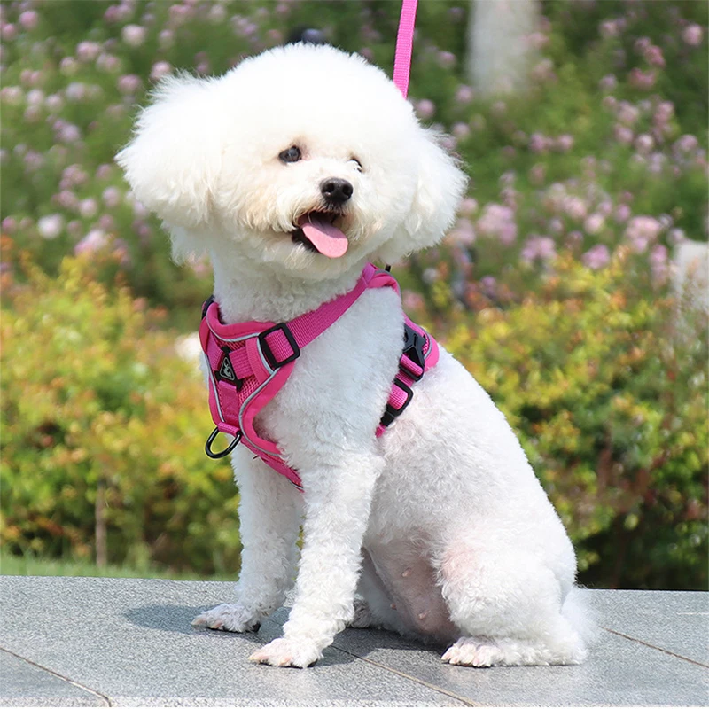 Small dog harness and leash manufacturer