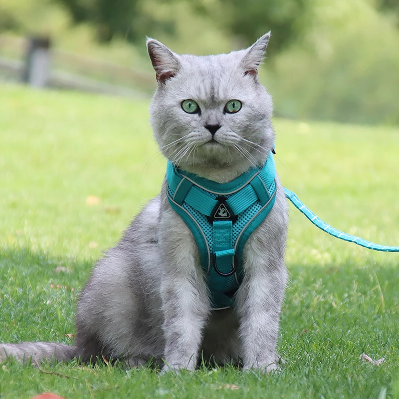 Fabrikant van tuigjes en riemen voor kleine honden