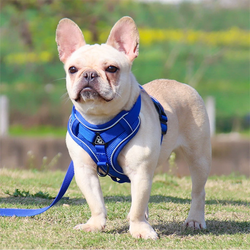 Fabricante de arneses y correas para perros pequeños