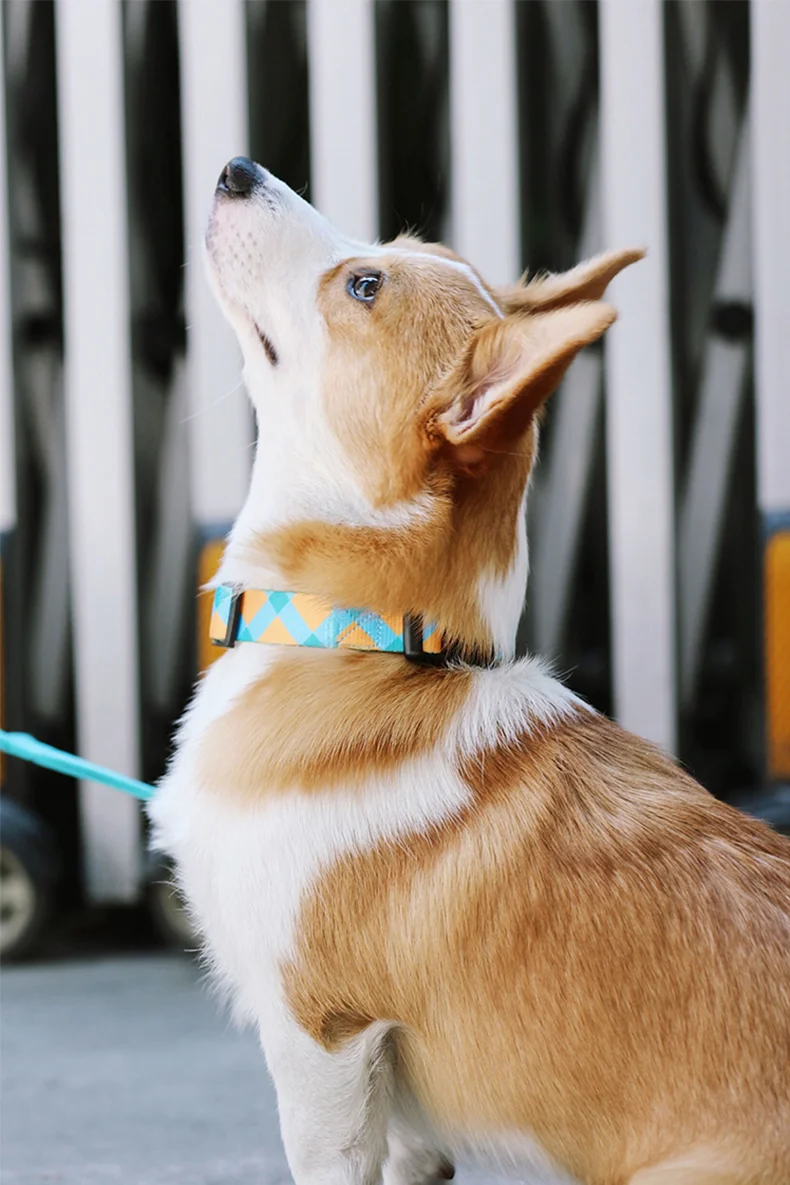 Collar de perro y correa multifuncional anti-tirón ajustable collar de poliéster suave Accesorios personalizados para mascotas