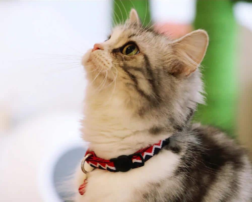 Collier de lapin réglable CAT COLLAR avec BELL Little Pet Loss Prevention Necklet Hidream Desigh Colorful Serial