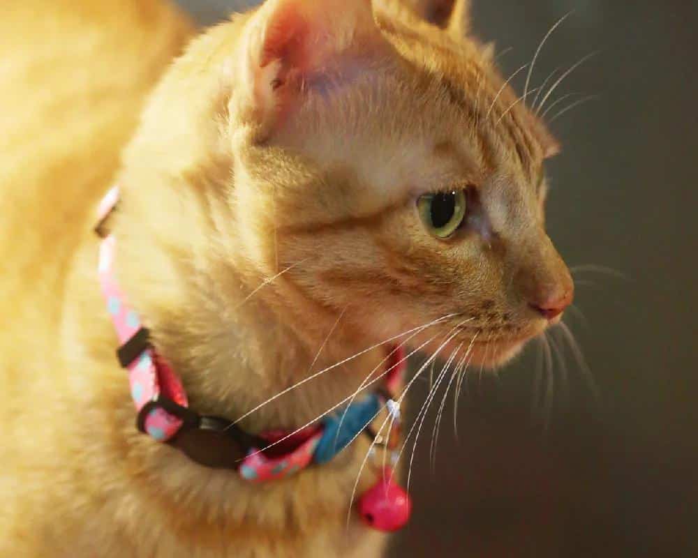 CAT COLLAR Einstellbare Kaninchen Halskette mit Glocke Kleintier Verlust Prävention Halsband Hidream Desigh Bunte serielle