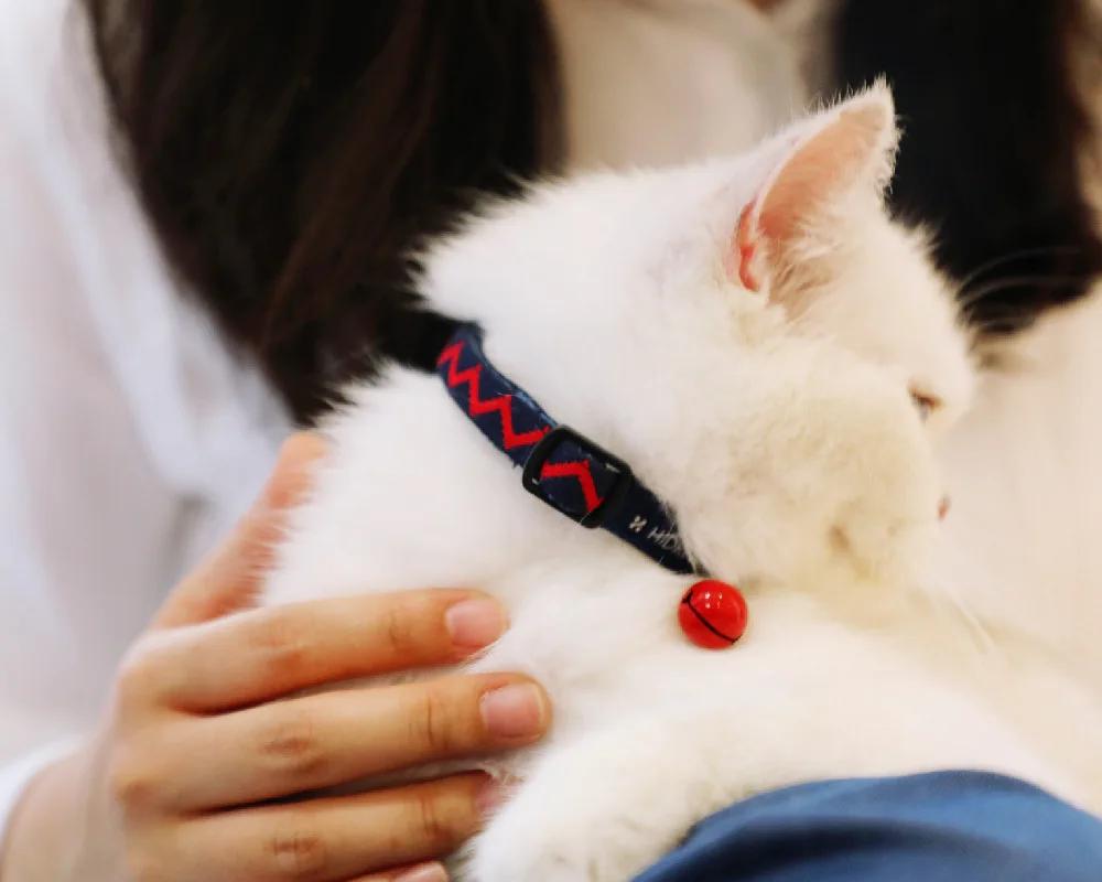 Collier de lapin réglable CAT COLLAR avec BELL Little Pet Loss Prevention Necklet Hidream Desigh Colorful Serial