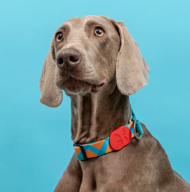 Collier pour chien en demi-pouce réfléchissant avec tour de cou pour petits et grands chiens Collier ajustable en polyester à carreaux anti-traction