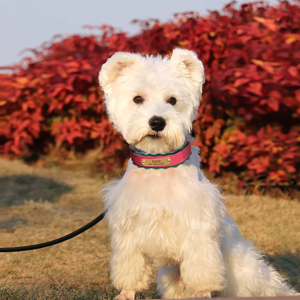 Aangepaste hondenhalsband zacht PU lederen hondenhalsbanden gratis gepersonaliseerde huisdier gewatteerde halsband mode voor kleine middelgrote grote honden buiten