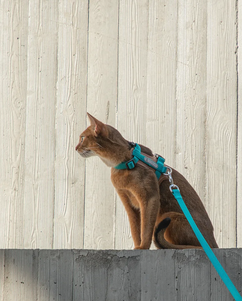 Harnais I-block ajustable pour chat, ensemble de bretelles en cuir anti-casse, gilet et laisse pour chat