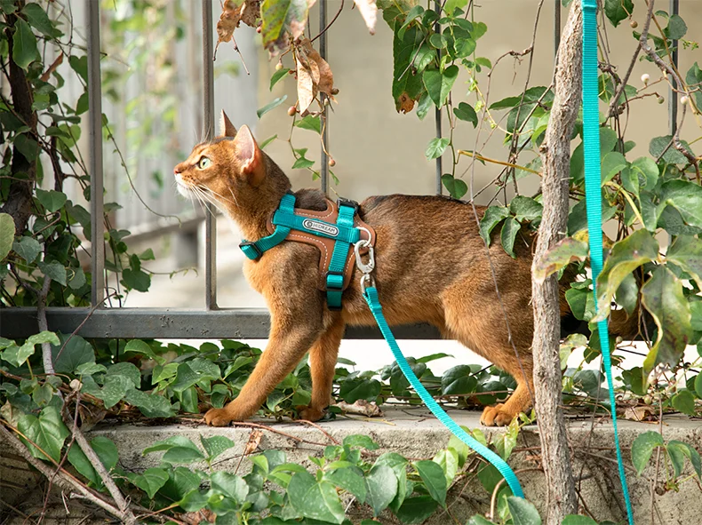 Katze Einstellbare I-Block Geschirre Leder Hosenträger Set Anti-Break Vest-Stil und Katze Leine