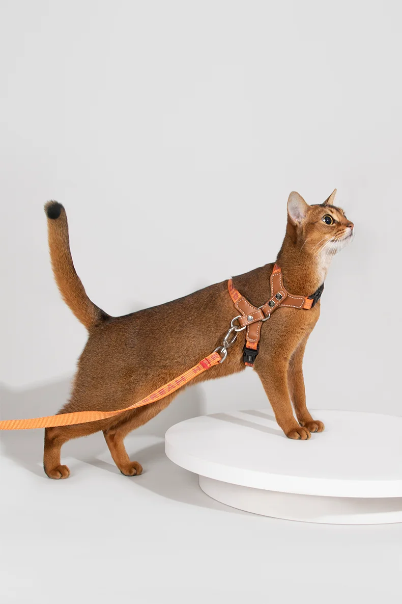 Harnais pour chat Ensemble de bretelles Confortable Reflective I-font Structure Anti-Break Adjustable Cat Leash