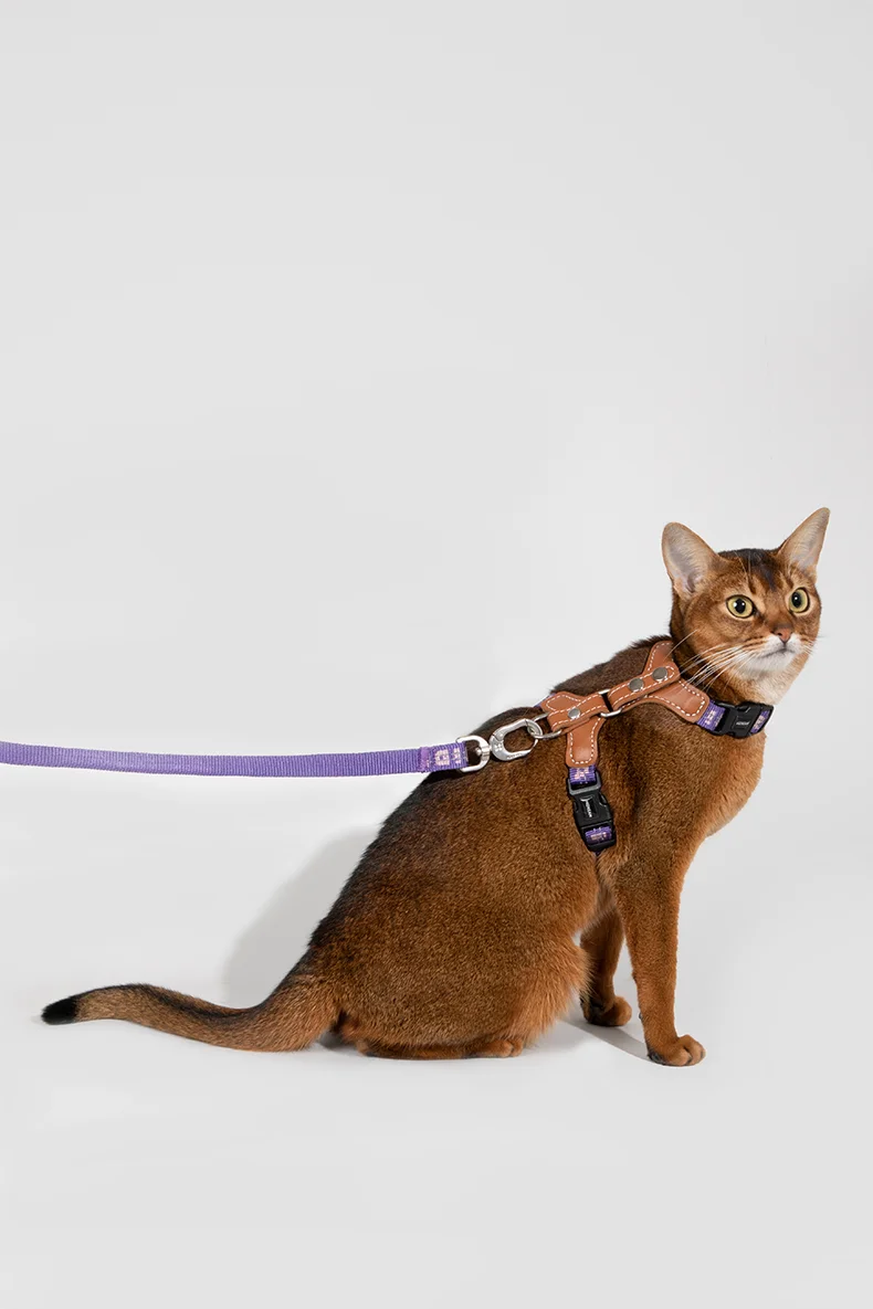 Harnais pour chat Ensemble de bretelles Confortable Reflective I-font Structure Anti-Break Adjustable Cat Leash