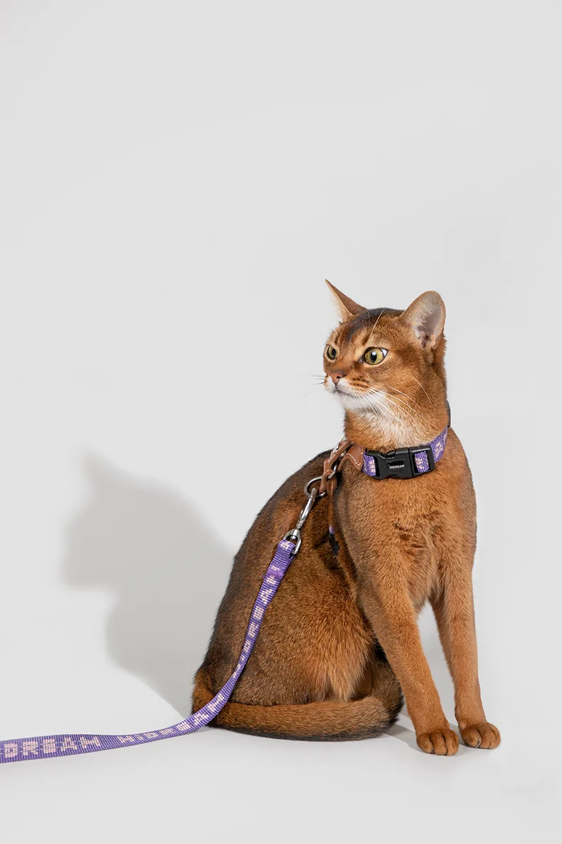 Harnais pour chat Ensemble de bretelles Confortable Reflective I-font Structure Anti-Break Adjustable Cat Leash