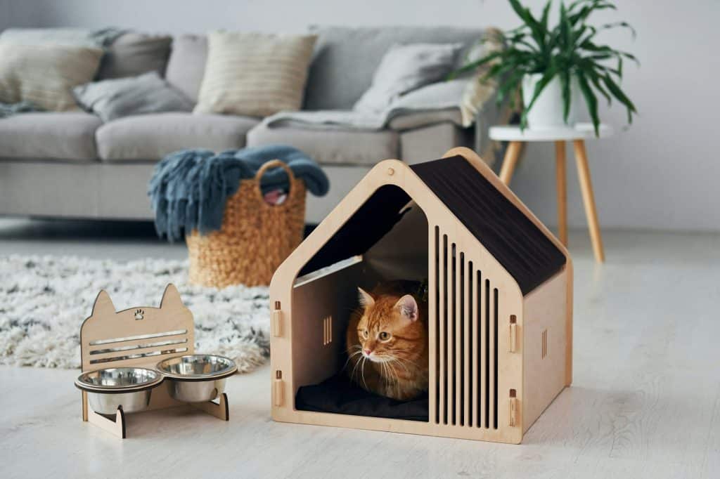 Cute cat is in pet booth that indoors in the modern domestic room